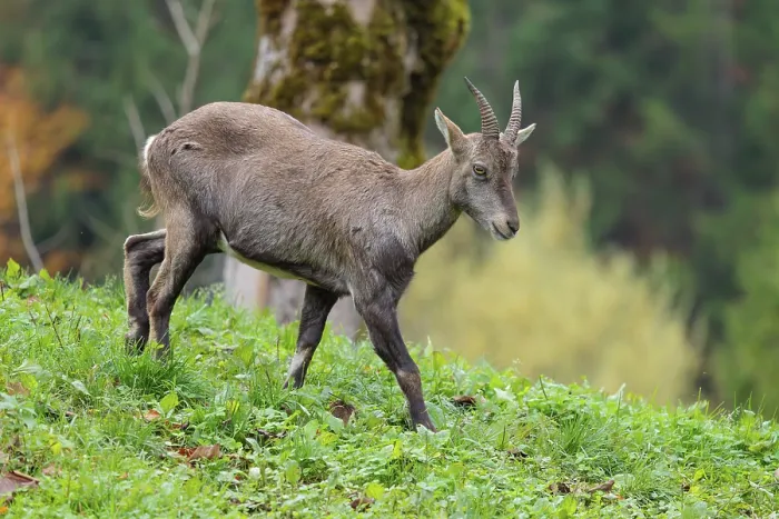 Framed Print : A female ibex (Capra ibex) walks down a hill on a green meadow on a cloudy day