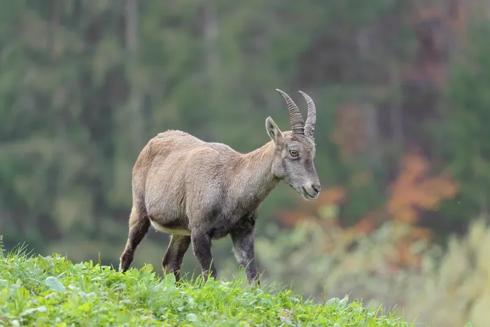 Framed Print : A female ibex (Capra ibex) walks down a hill on a green meadow on a cloudy day