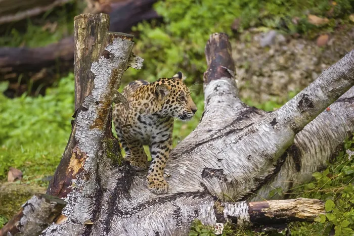 Framed Print : A female jaguar cub (Panthera onca)