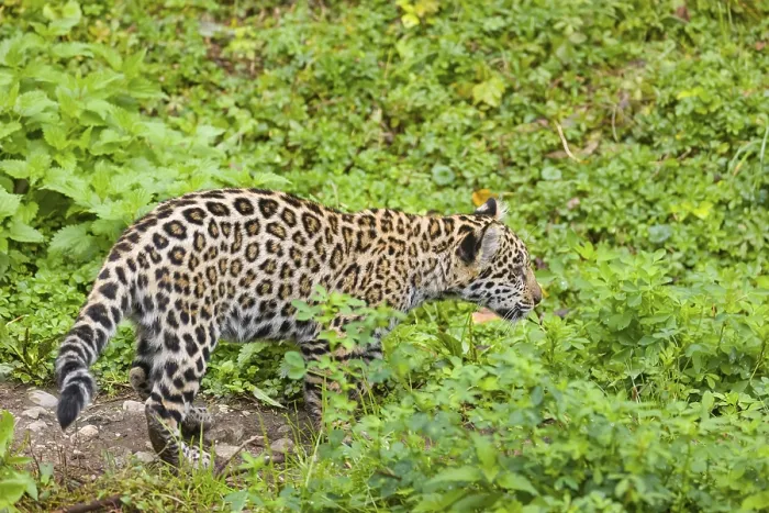 Framed Print : A female jaguar cub (Panthera onca) Framed Print : A female jaguar cub (Panthera onca)