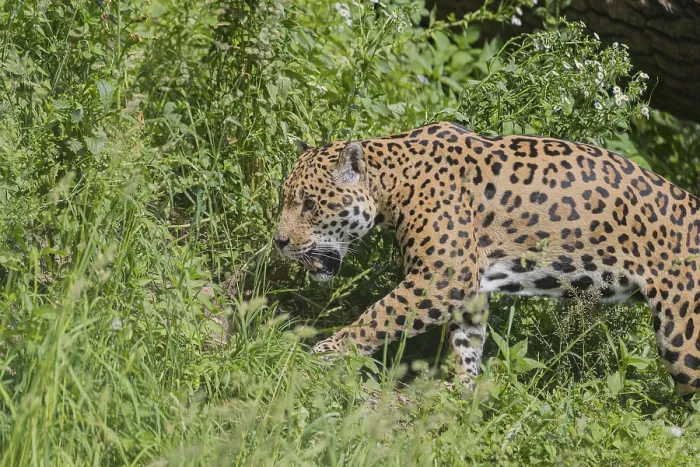 Framed Print : One female jaguar (Panthera onca) walking through tall grass in bright sunshine