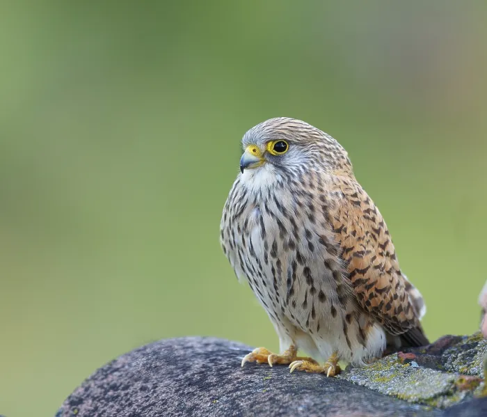 Framed Print : Female lesser kestrel (Falco naumanni)