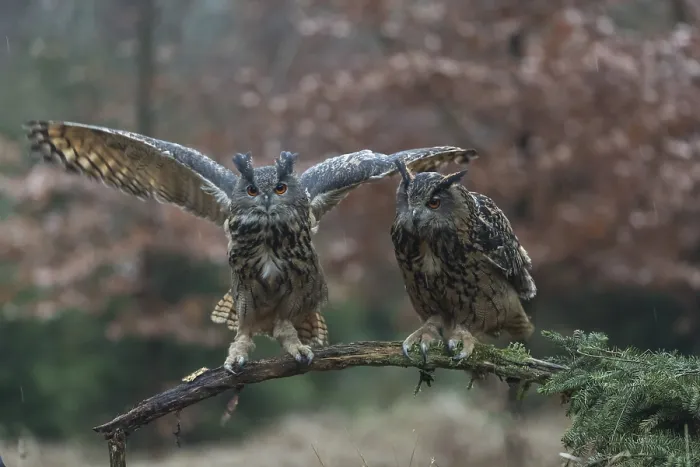 Framed Print : One female and one male Eurasian Eagle Owl