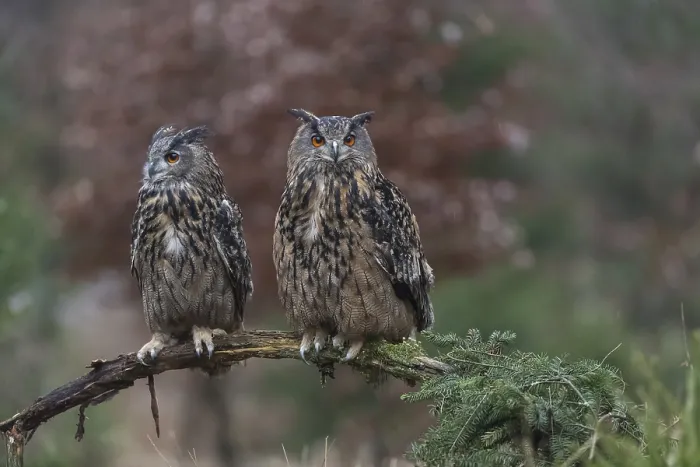 Framed Print : One female and one male Eurasian Eagle Owl Framed Print : One female and one male Eurasian Eagle Owl