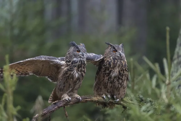 Framed Print : One female and one male Eurasian Eagle Owl