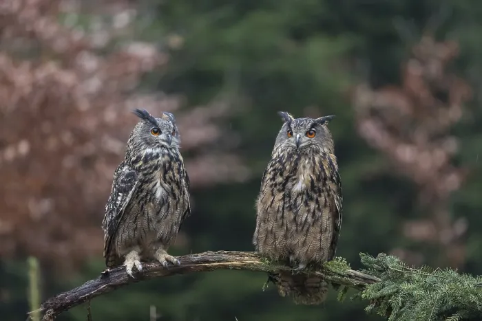 Framed Print : One female and one male Eurasian Eagle Owl
