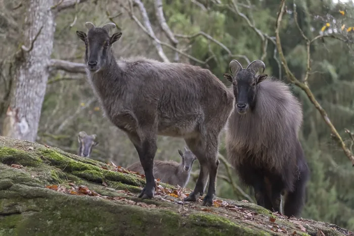 Framed Print : One female and one male Himalayan Tahr (Hemitragus jemlahicus) standing in a forest