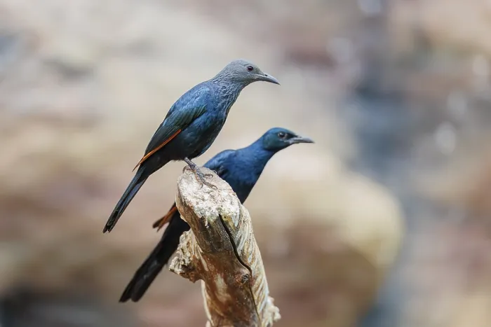 Framed Print : A female and a male red-winged starling (Onychognathus morio) sit side by side on a branch