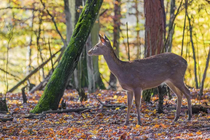 Framed Print : A female Manchurian sika deer or Dybowski's sika deer (Cervus nippon mantchuricus or Cervus nippon dybowskii)