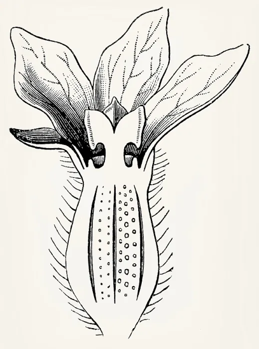 Framed Print : A female melon flower in cross-section