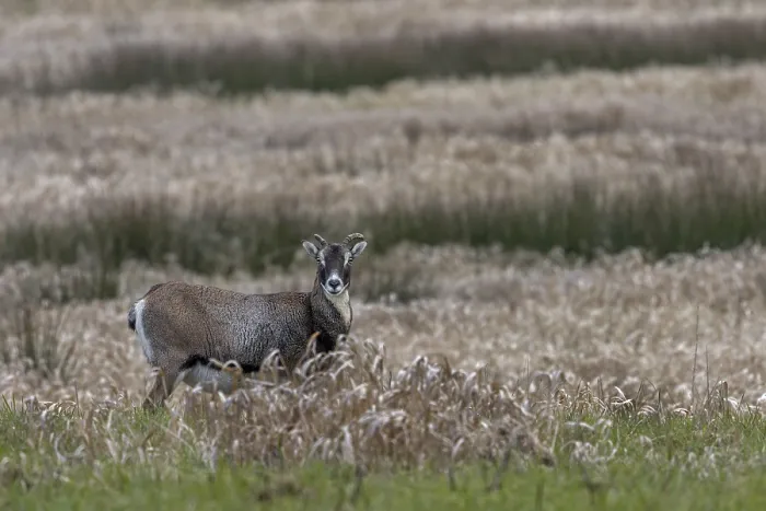 Framed Print : Female mouflon (Ovis gmelini) on a moorland meadow