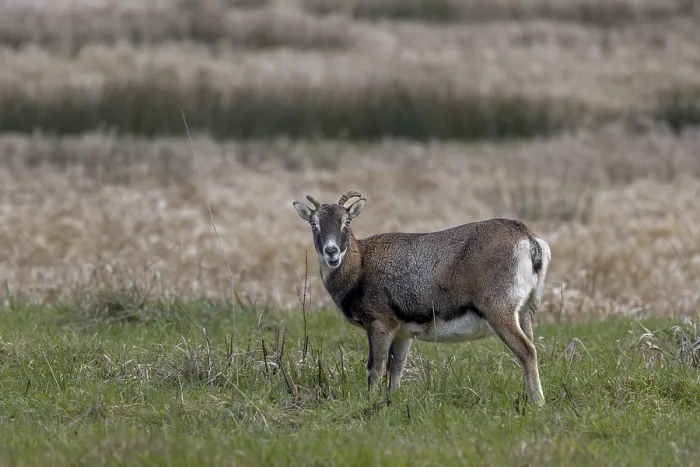 Framed Print : The female mouflon (Ovis gmelini) rarely interrupts her search for food