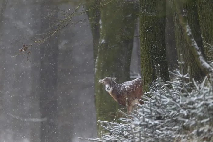 Framed Print : A female mouflon (Ovis gmelini) while it is snowing Framed Print : A female mouflon (Ovis gmelini) while it is snowing