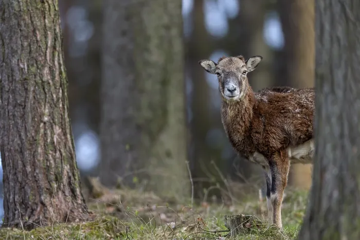 Framed Print : A female mouflon (Ovis gmelini) stands motionless in a pine forest and watches the photographer Framed Print : A female mouflon (Ovis gmelini) stands motionless in a pine forest and watches the photographer
