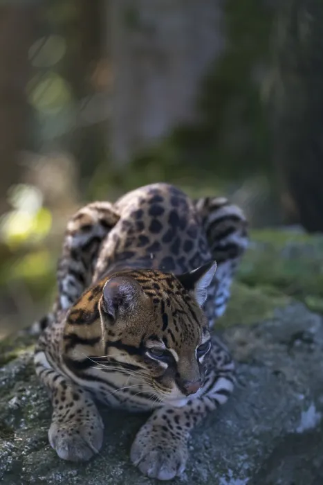 Framed Print : One female Ocelot, Leopardus pardalis