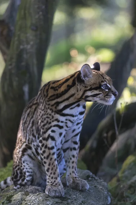 Framed Print : One female Ocelot, Leopardus pardalis