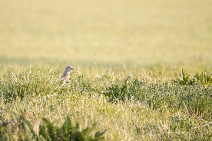 Framed Print : A female pheasant Phasianus colchicus sits in a wide field full of dry vegetation Framed Print : A female pheasant Phasianus colchicus sits in a wide field full of dry vegetation