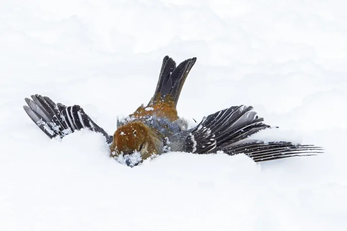 Framed Print : Female pine beak misses a landing in winter (Pinicola enucleator) Framed Print : Female pine beak misses a landing in winter (Pinicola enucleator)
