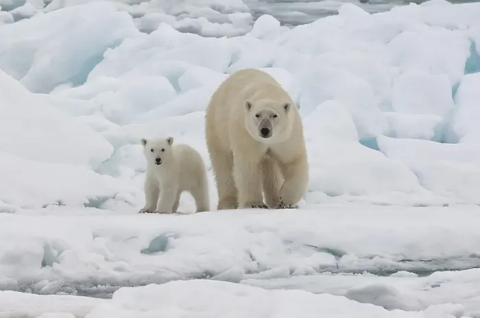 Framed Print : Female Polar bear (Ursus maritimus) with cub Framed Print : Female Polar bear (Ursus maritimus) with cub