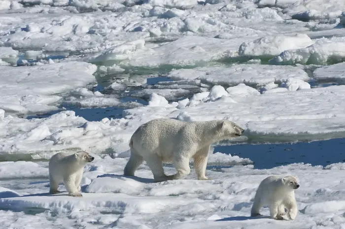Framed Print : Female Polar bear (Ursus maritimus) with two cubs