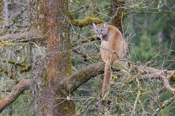 Framed Print : A female puma (Puma concolor) rests high up in an oak tree on a cloudy day