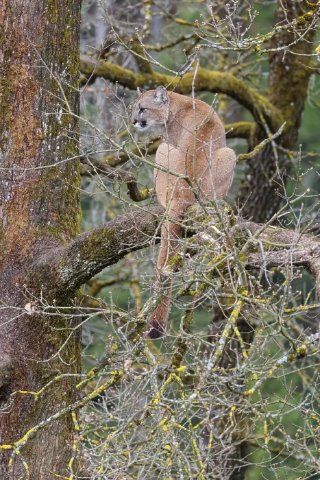 Framed Print : A female puma (Puma concolor) rests high up in an oak tree on a cloudy day