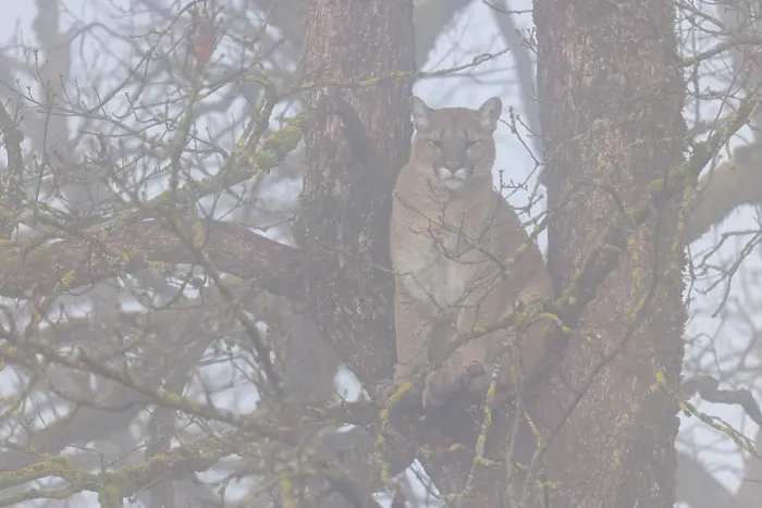 Framed Print : A female puma (Puma concolor) rests high up in an oak tree in dense fog