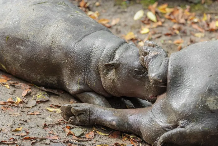 Framed Print : A female pygmy hippopotamus (Choeropsis liberiensis) nurses its calf