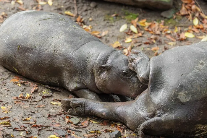 Framed Print : A female pygmy hippopotamus (Choeropsis liberiensis) nurses its calf