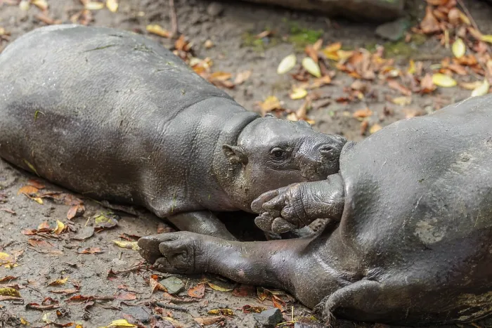 Framed Print : A female pygmy hippopotamus (Choeropsis liberiensis) nurses its calf