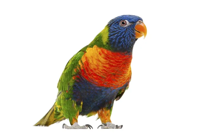 Framed Print : Female Rainbow Lorikeet, Trichoglossus haematodus