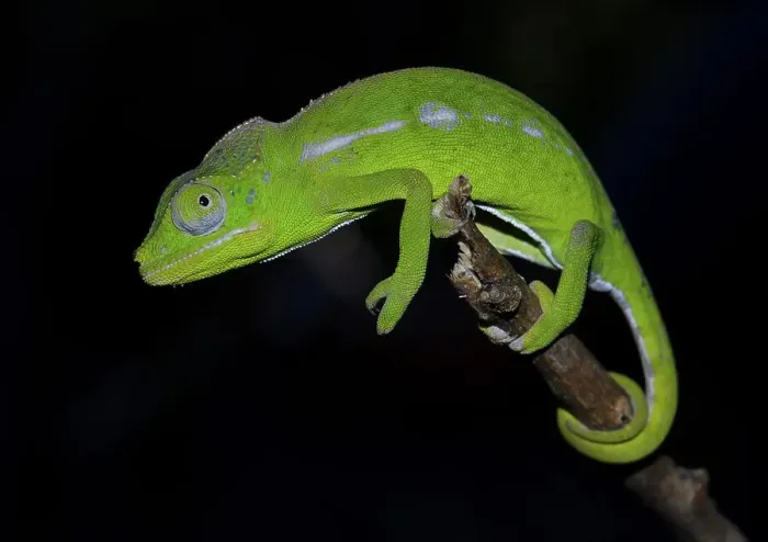 Framed Print : A female of the rarest chameleon species in the world Framed Print : A female of the rarest chameleon species in the world