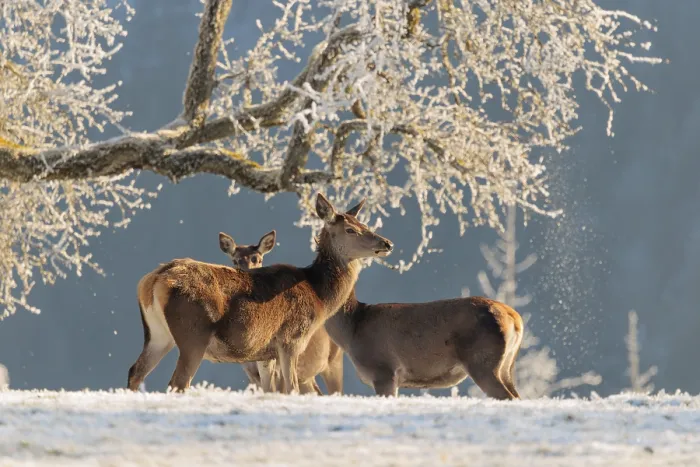 Framed Print : Three female red deer (Cervus elaphus)