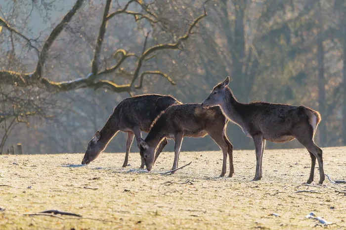 Framed Print : Three female red deer (Cervus elaphus) graze in the first light of day on a meadow covered in hoar frost Framed Print : Three female red deer (Cervus elaphus) graze in the first light of day on a meadow covered in hoar frost