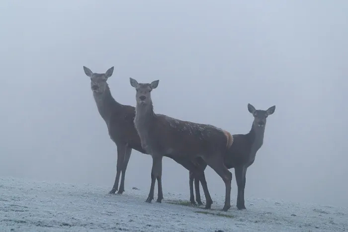 Framed Print : Three female red deer (Cervus elaphus) stand in dense fog on a meadow covered in hoar frost