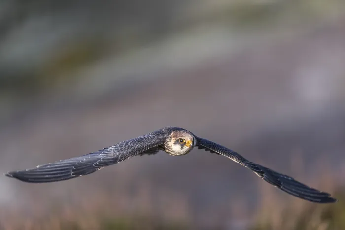 Framed Print : One female red-footed falcon (Falco vespertinus) flying at the edge of a forest