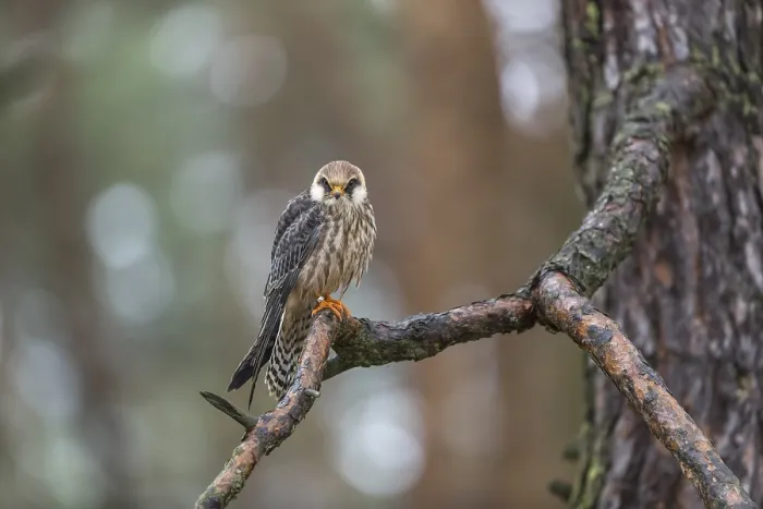 Framed Print : One female red-footed falcon (Falco vespertinus) sitting on a branch of a tree in a forest