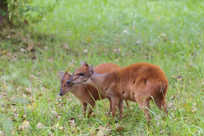 Framed Print : A female red forest duiker