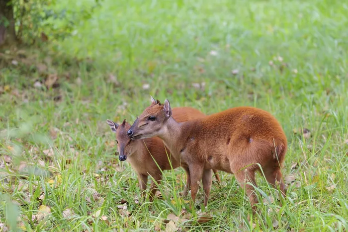 Framed Print : A female red forest duiker