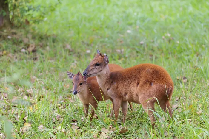 Framed Print : A female red forest duiker Framed Print : A female red forest duiker