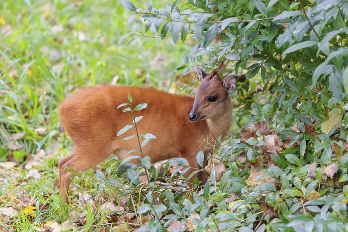 Framed Print : A female red forest duiker, Natal duiker or Natal red duiker (Cephalophus natalensis) stands on a green meadow