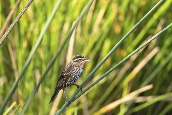 Framed Print : Female red winged blackbird Agelaius phoeniceus in the reeds of a marsh in Sarasota Framed Print : Female red winged blackbird Agelaius phoeniceus in the reeds of a marsh in Sarasota