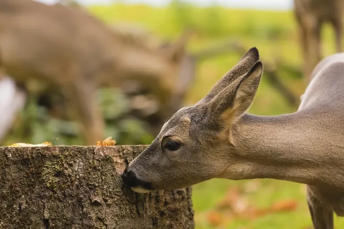 Framed Print : One female Roe Deer, (Capreolus capreolus) Framed Print : One female Roe Deer, (Capreolus capreolus)