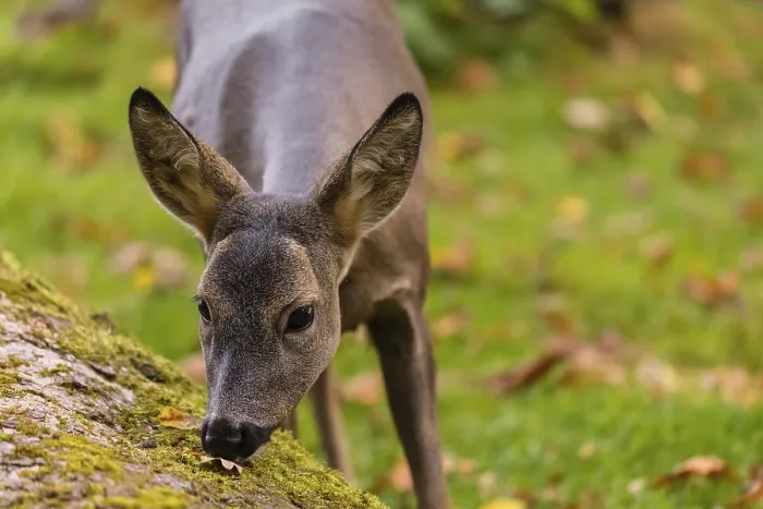 Framed Print : One female Roe Deer, (Capreolus capreolus)