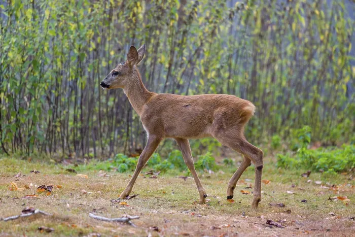 Framed Print : A female roe deer (Capreolus capreolus)