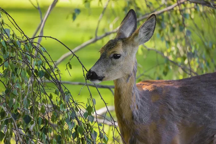Framed Print : A female roe deer (Capreolus capreolus) eats fresh leaves from a tree