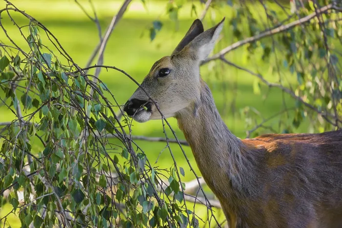 Framed Print : A female roe deer (Capreolus capreolus) eats fresh leaves from a tree