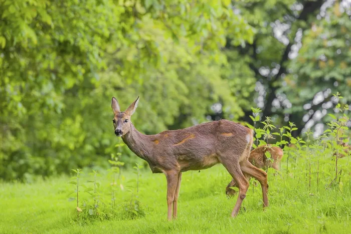 Framed Print : A female roe deer (Capreolus capreolus) and her fawn stand in a meadow Framed Print : A female roe deer (Capreolus capreolus) and her fawn stand in a meadow