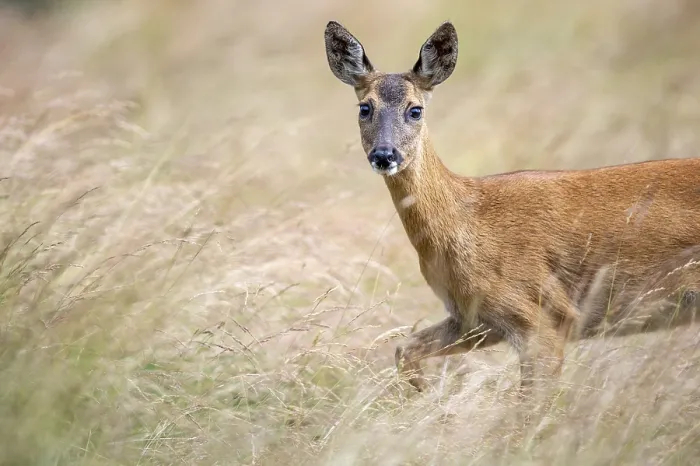 Framed Print : Female roe deer (Capreolus capreolus) in a meadow