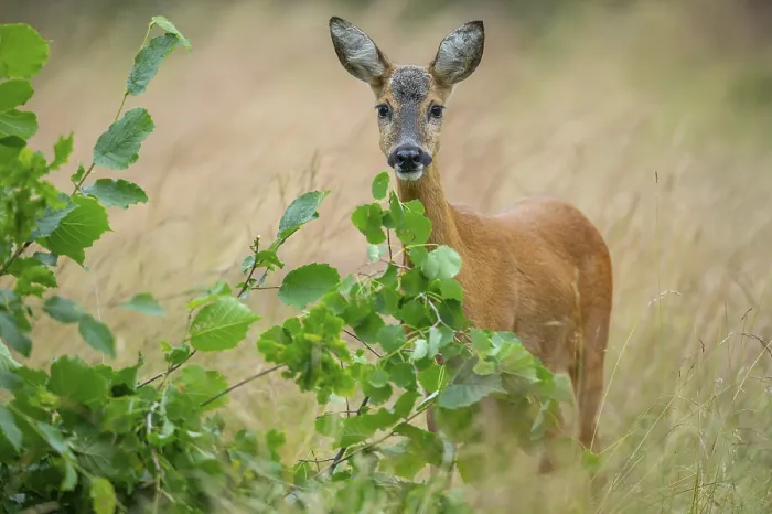 Framed Print : Female roe deer (Capreolus capreolus) in a meadow